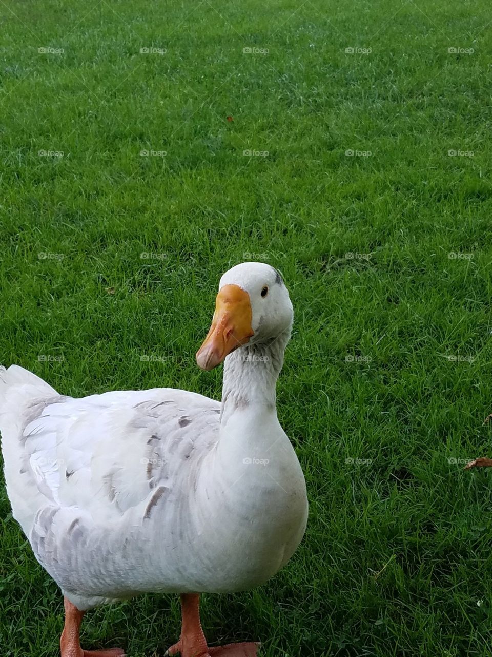 Goose