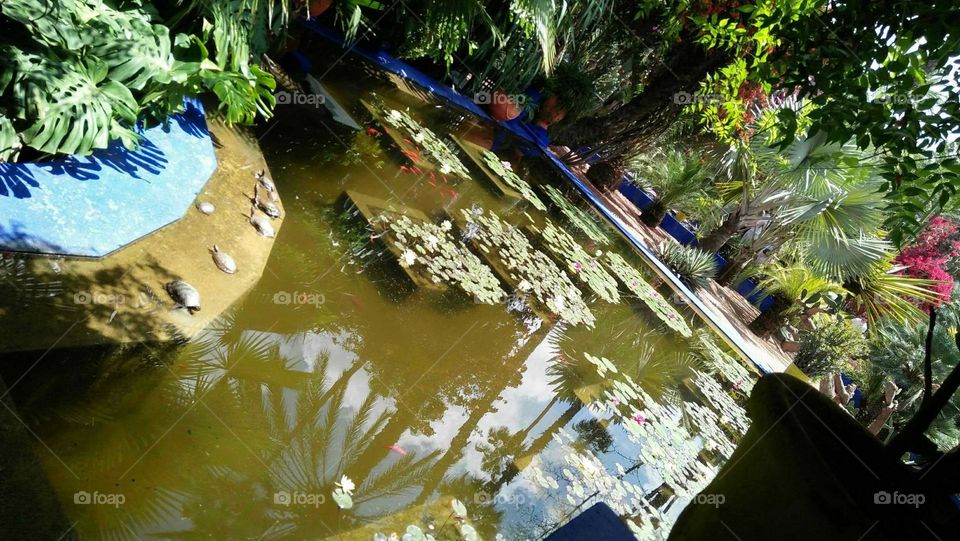 beautiful majorelle garden in marrakech city