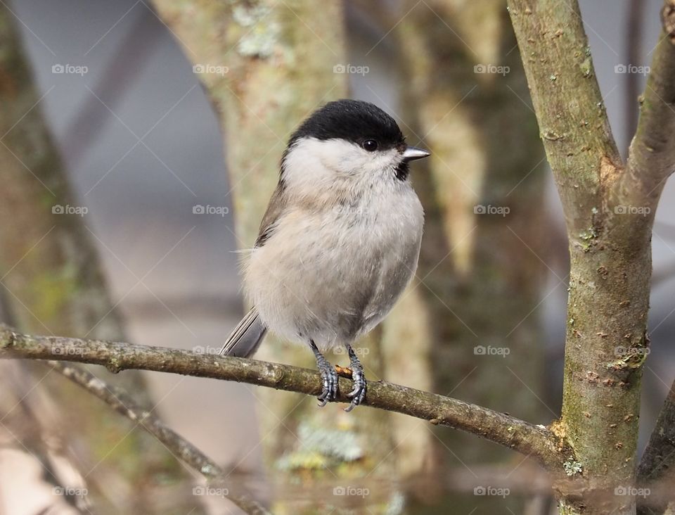 Little Dee Chickadee