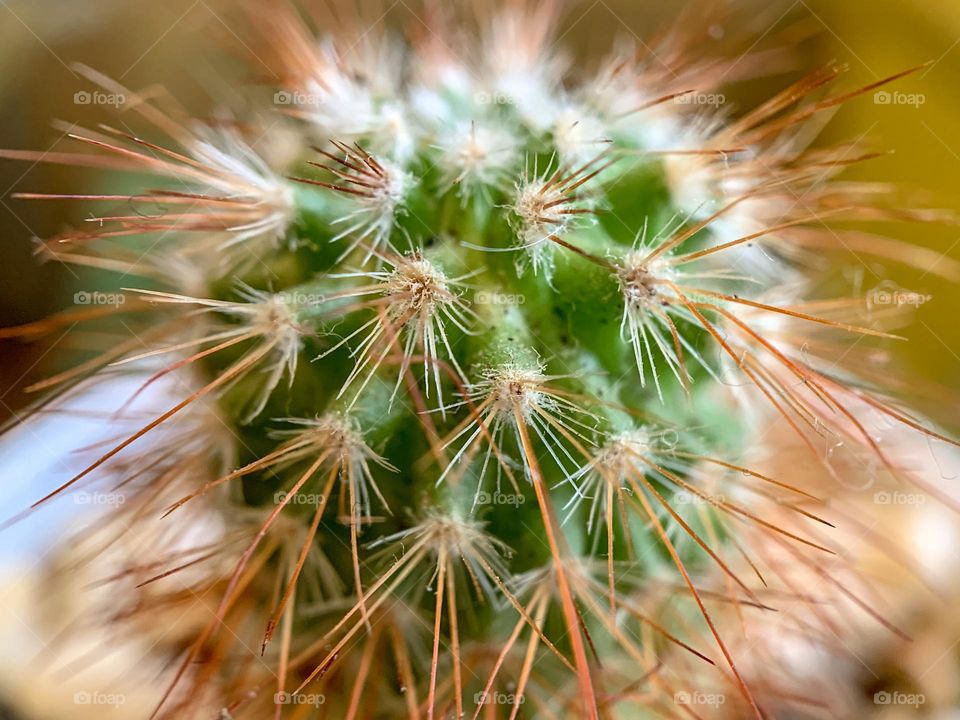 Spiny pincushion cactus 