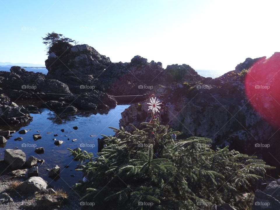 Tide pool 