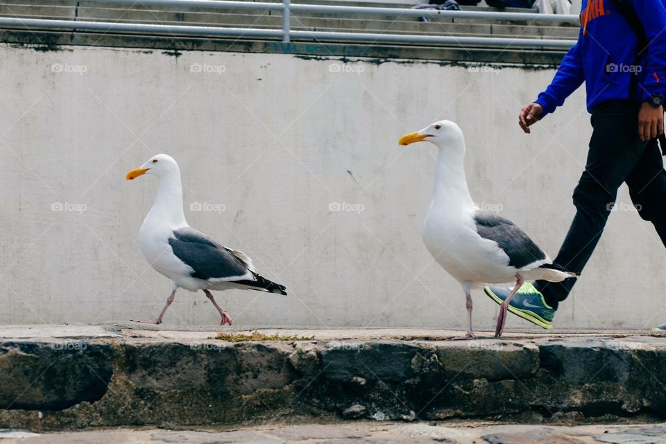 Follow the Seagulls 