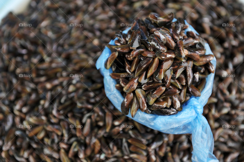 Horse mussels in fresh market