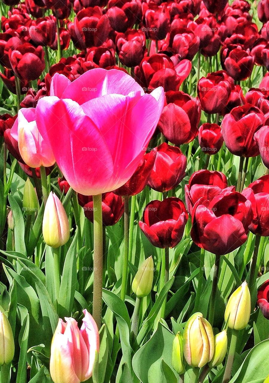 Tulips garden