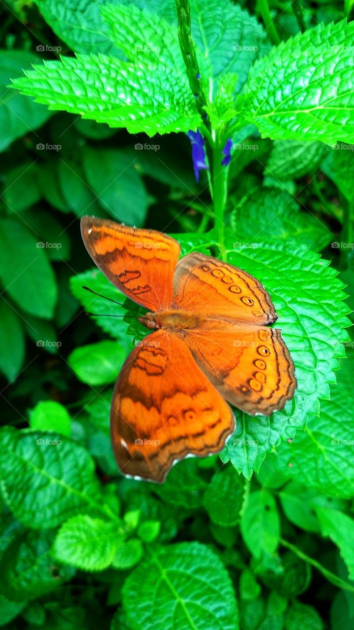 Beautiful orange butterfly perched on a leaf