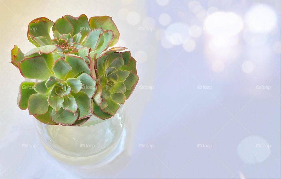 Backgrounds, copy space, beautiful succulent, water planting 