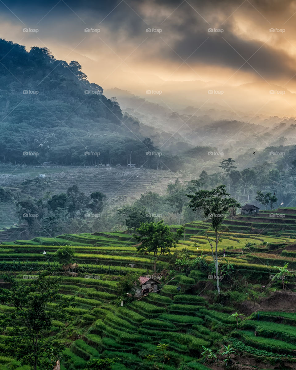 misty morning in farm fields