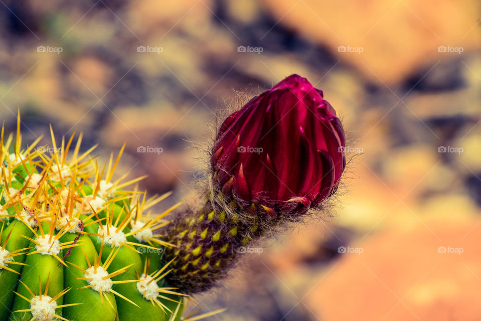 Cactus, Nature, Flower, No Person, Desert