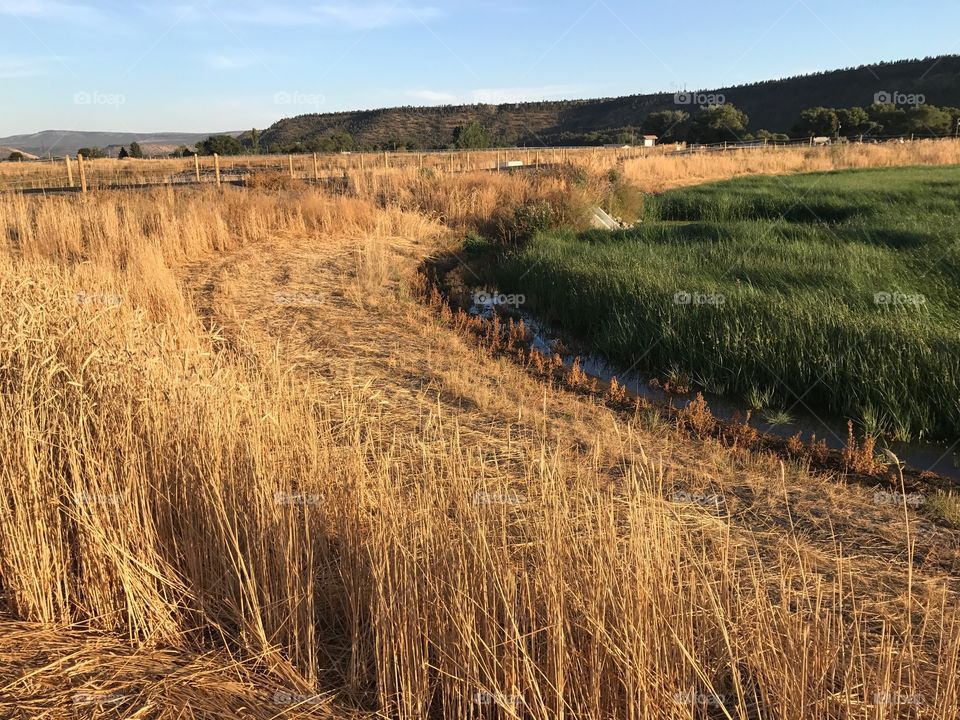 A lush green field surrounded by an irrigation ditch in the Crook County countryside in Central Oregon on a sunny fall evening. 