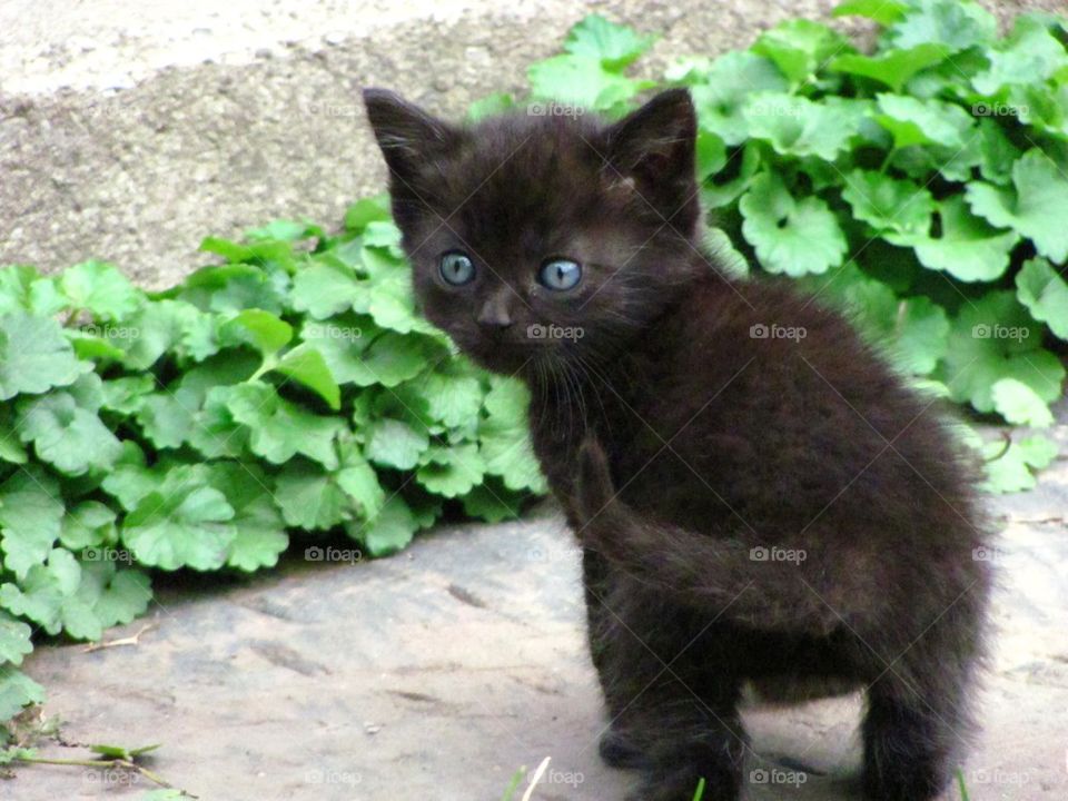 Black tabby kitten