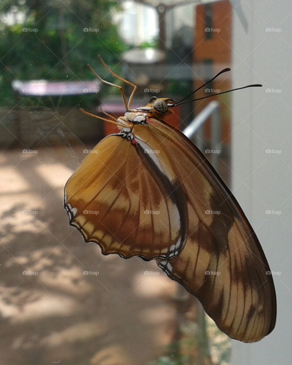 glass butterfly