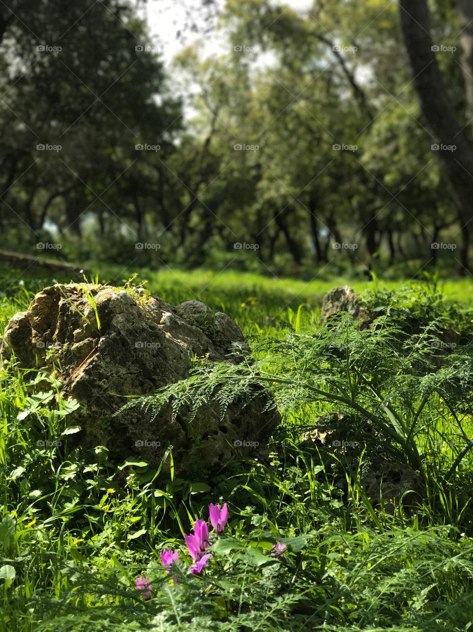 Nature - Wild Flowers 