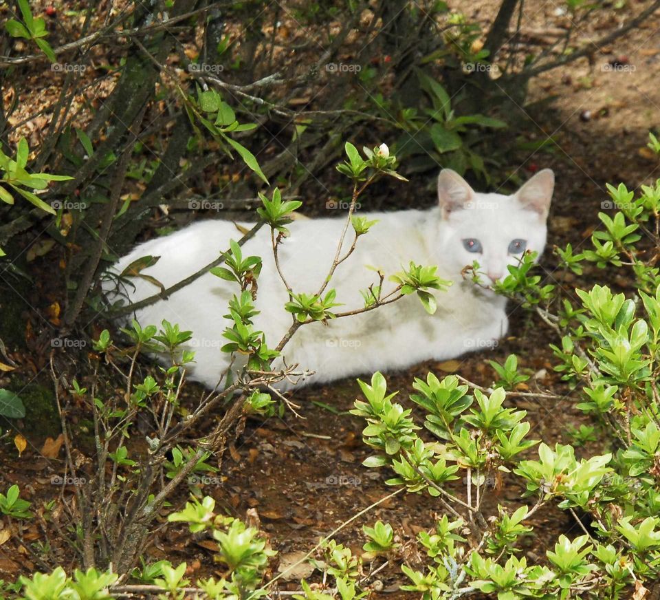 a white lovely cat in the garden