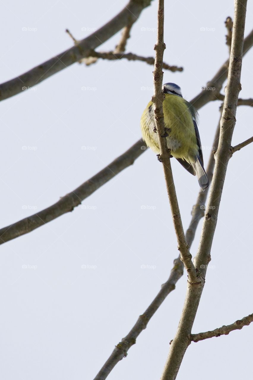 Great tit