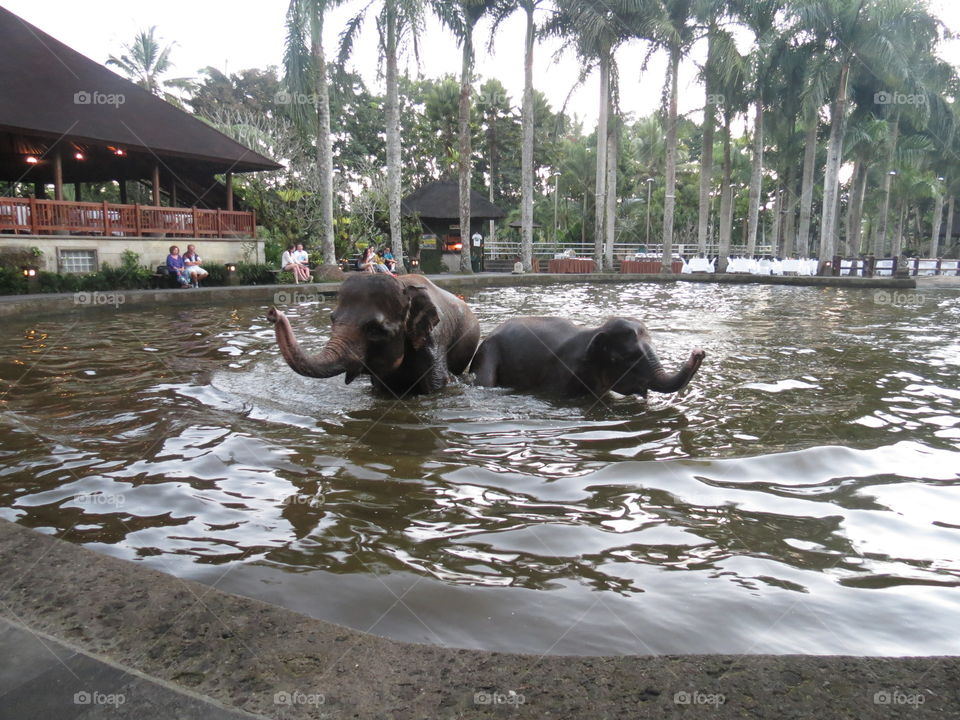 Bali