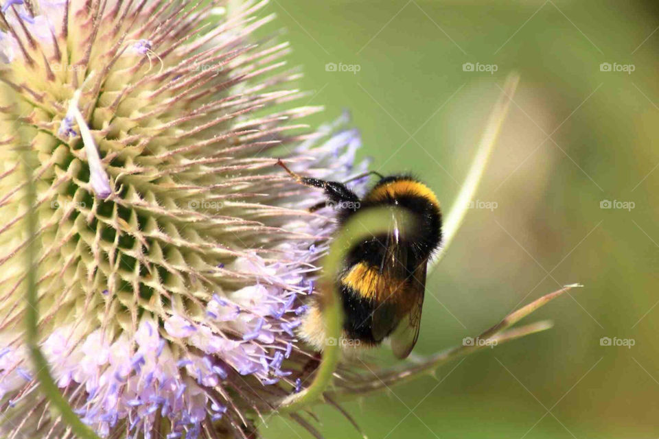 macro summer web bee by emma.fulford