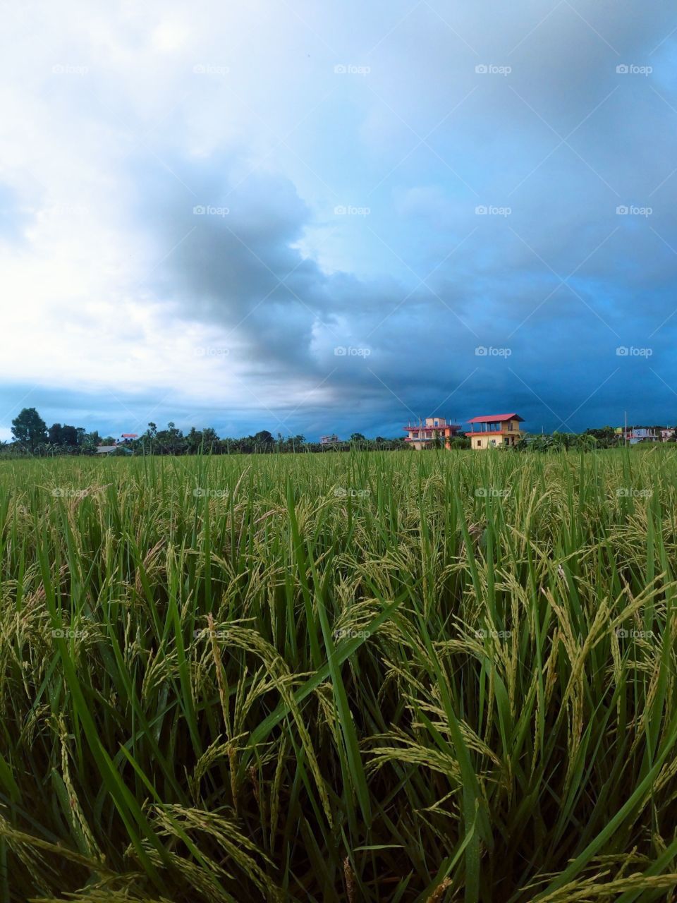 Raining season with thunder view