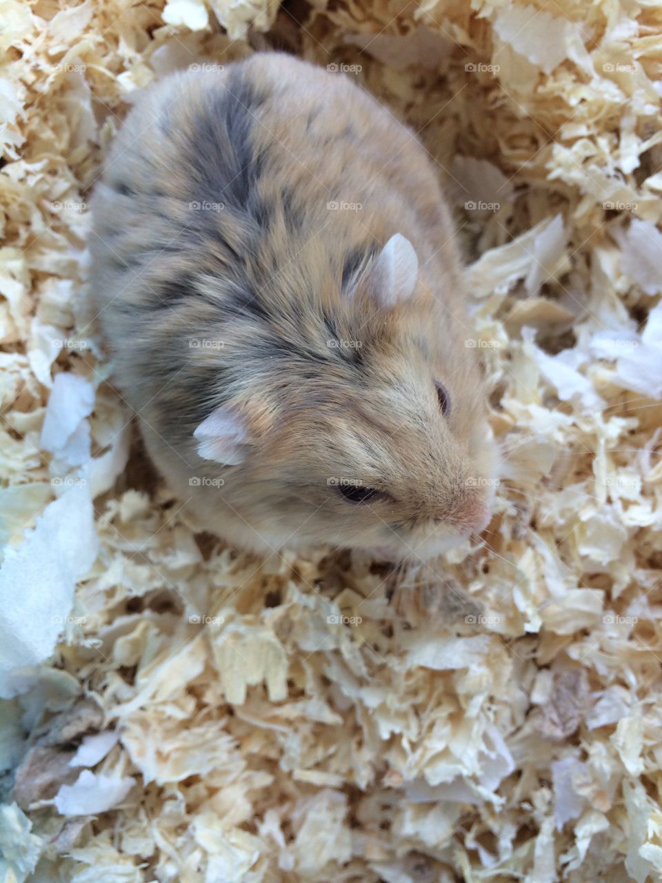 Foraging Hamster. Hamster looking all sweet this morning.
