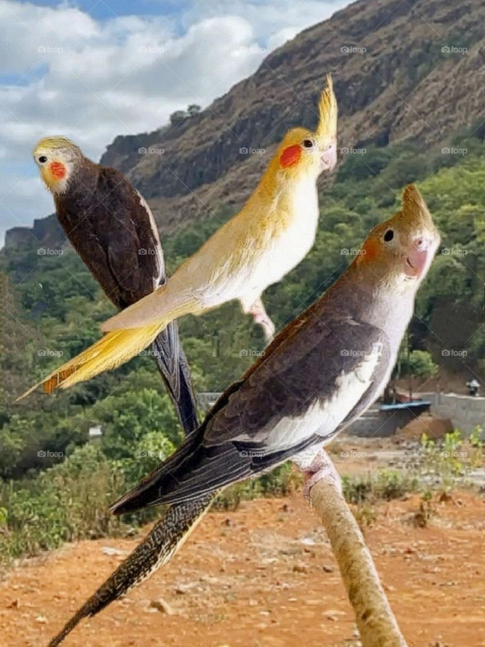 August 16, 2023 rajasthan india.  most beautiful and attractive parrots.