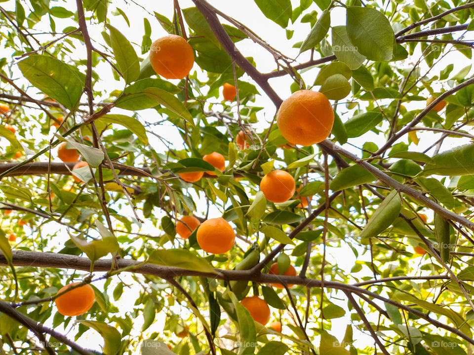 citrus fruit on the tree