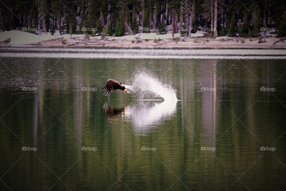 Bald eagle splashing water at lake