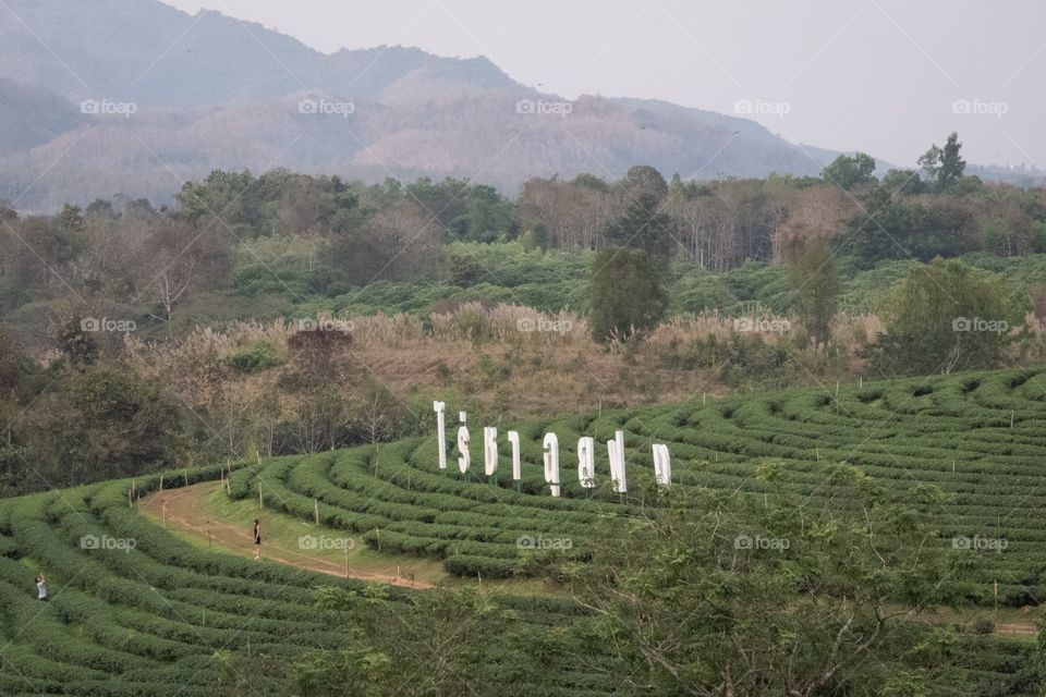 Chiang Rai/Thailand-Chui Fong Tea Plantation