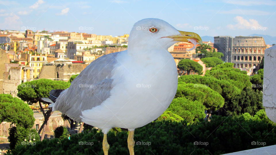 seagull over rome. many seagulls fly over rome's antiquities all year round
