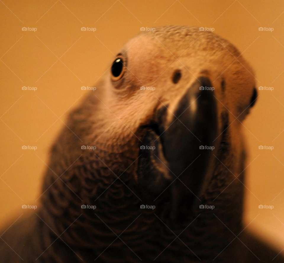 grey animal pet parrot by lightanddrawing