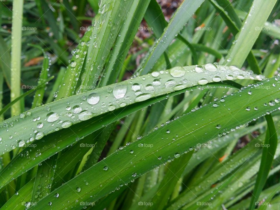 water drops on green blade macro