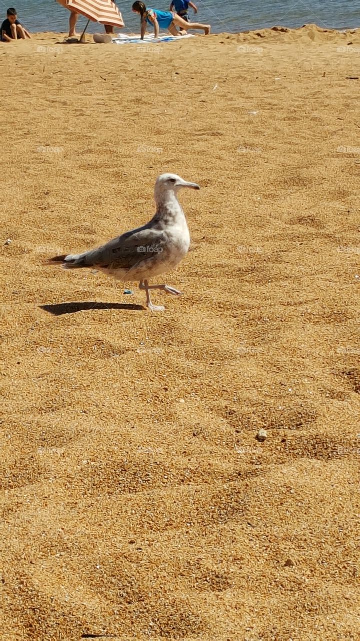 Sand, Bird, Beach, Nature, Animal