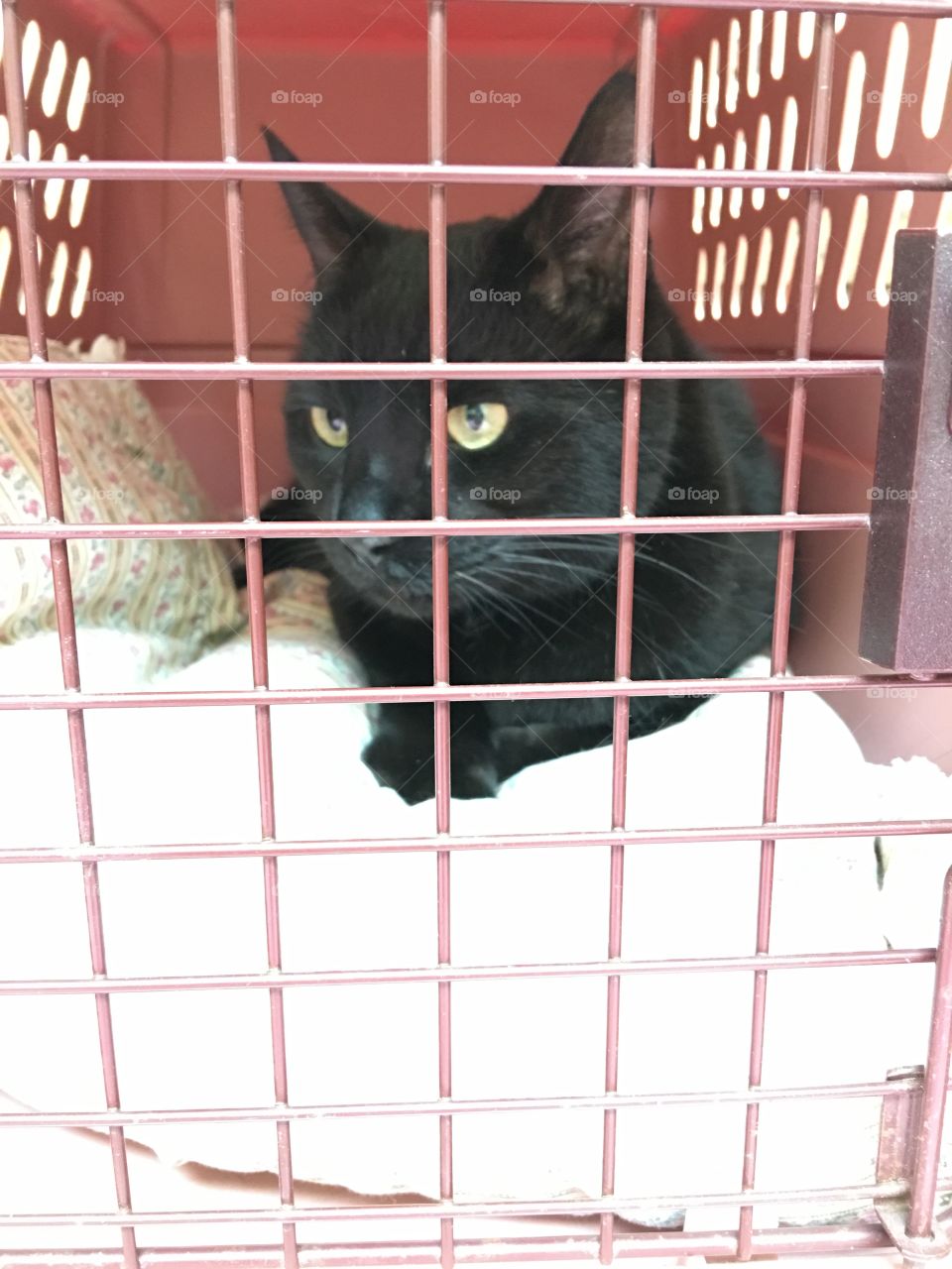 We are in exam room waiting for Vet to enter to start exam. Velvet, black cat, is scared. Soon she'll be out of cage. She's a feline, black cat, pet, loved & well taken care of.