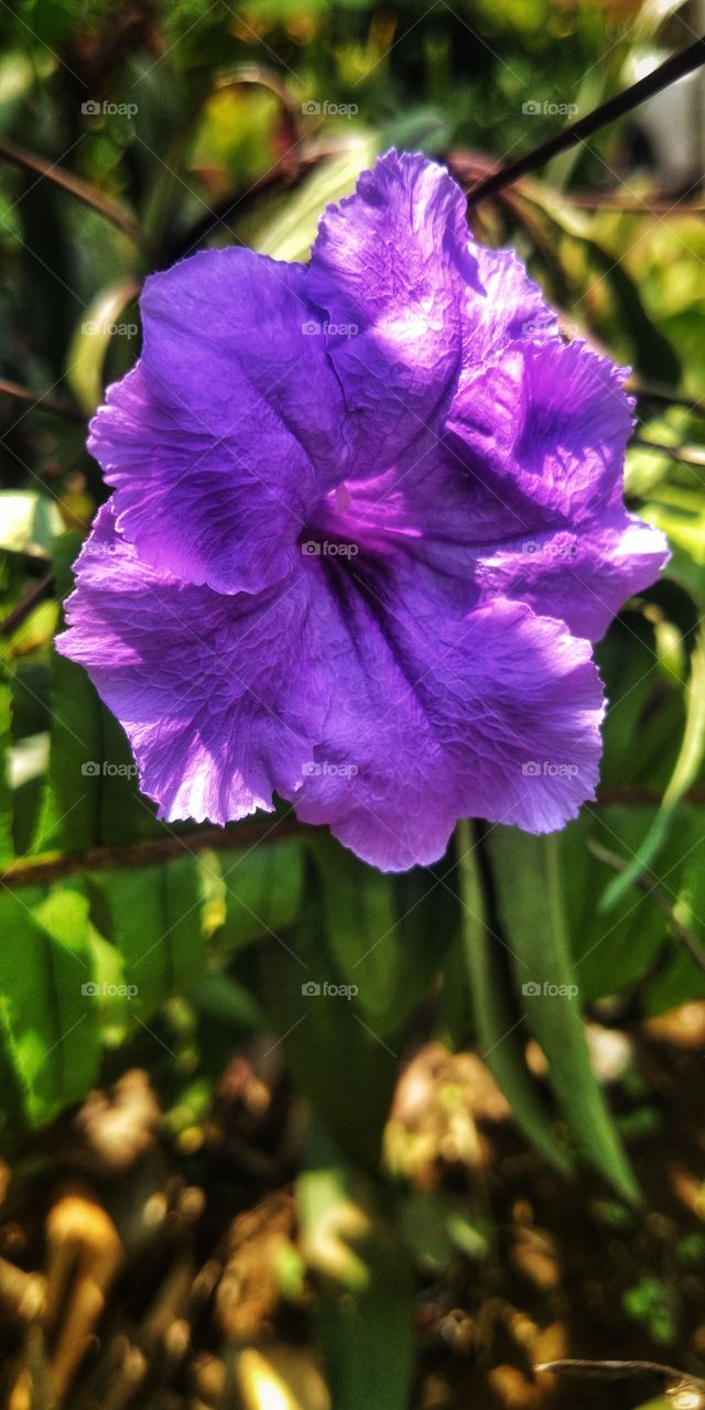 ungu cantik