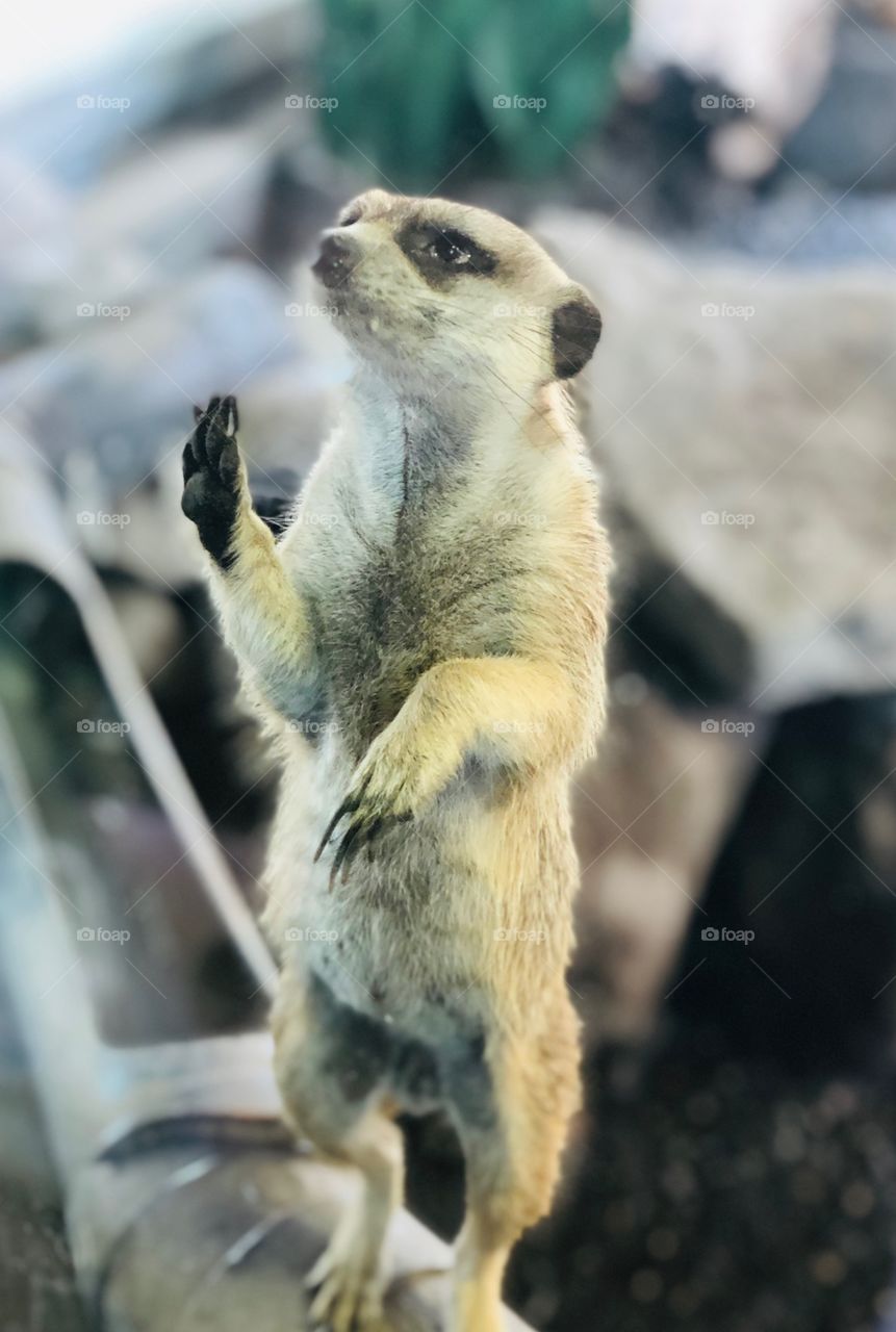 Adorable meerkat says hello with a wave of his little paw!