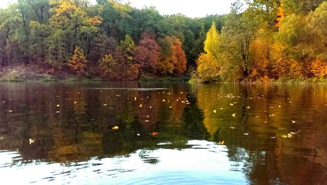 Fall, Water, Tree, River, Leaf