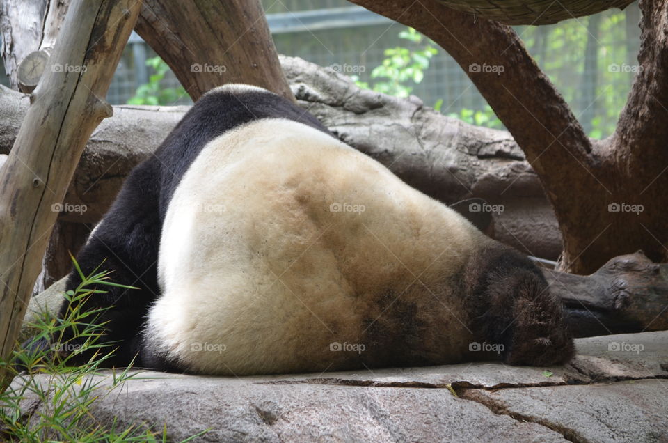 Mammal, No Person, Wildlife, Nature, Zoo