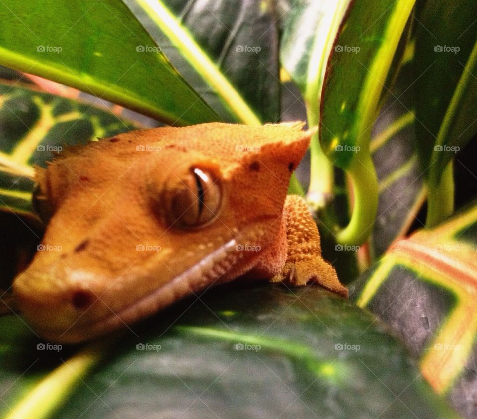 Crested Gecko