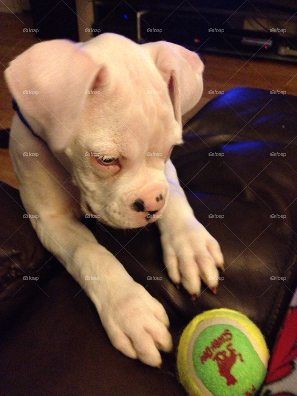 rocky boxer pup with his ball texas by coheed3314