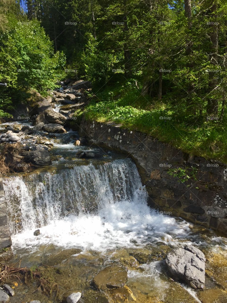 By the stream in the forest