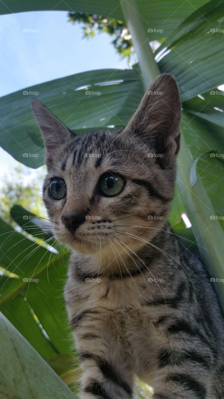 Cat Egyptian Mau