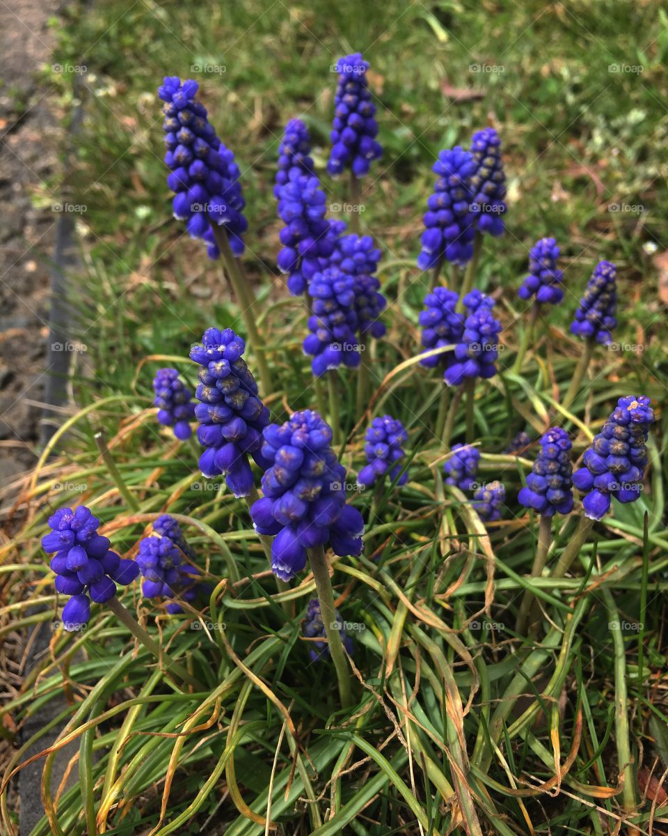 Purple Weed Flowers