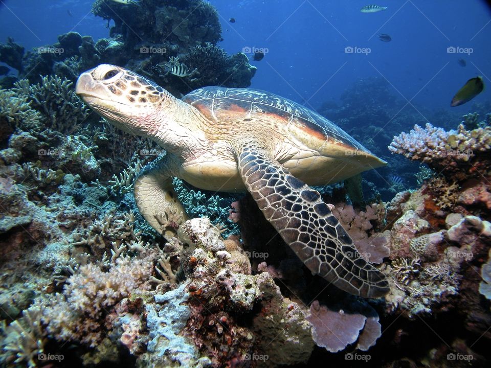 Turtle swimming in the coral reef