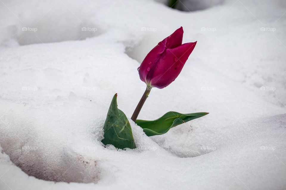 A tulip at the snow