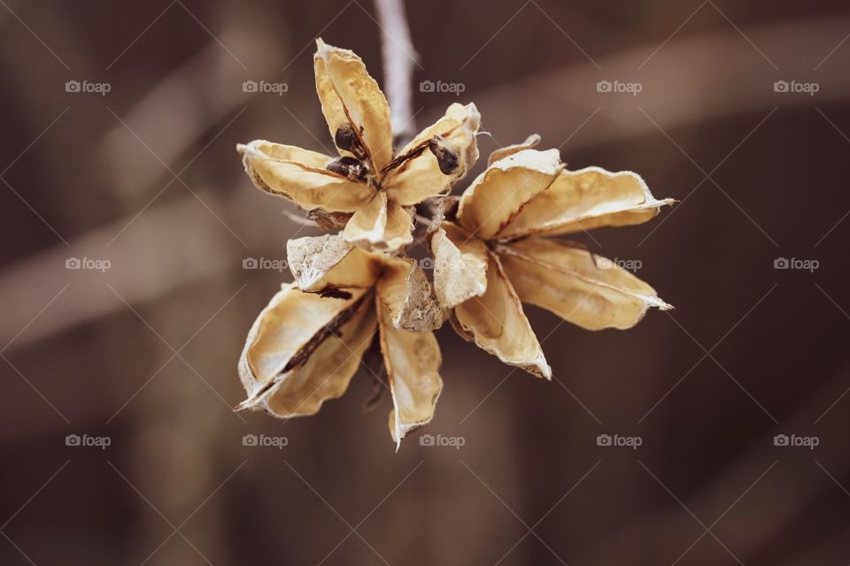 Spring Flower Pods Opening Up 