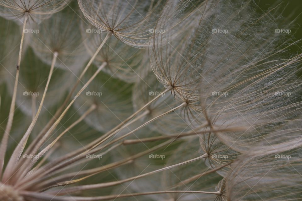 Close-up of a dandelion