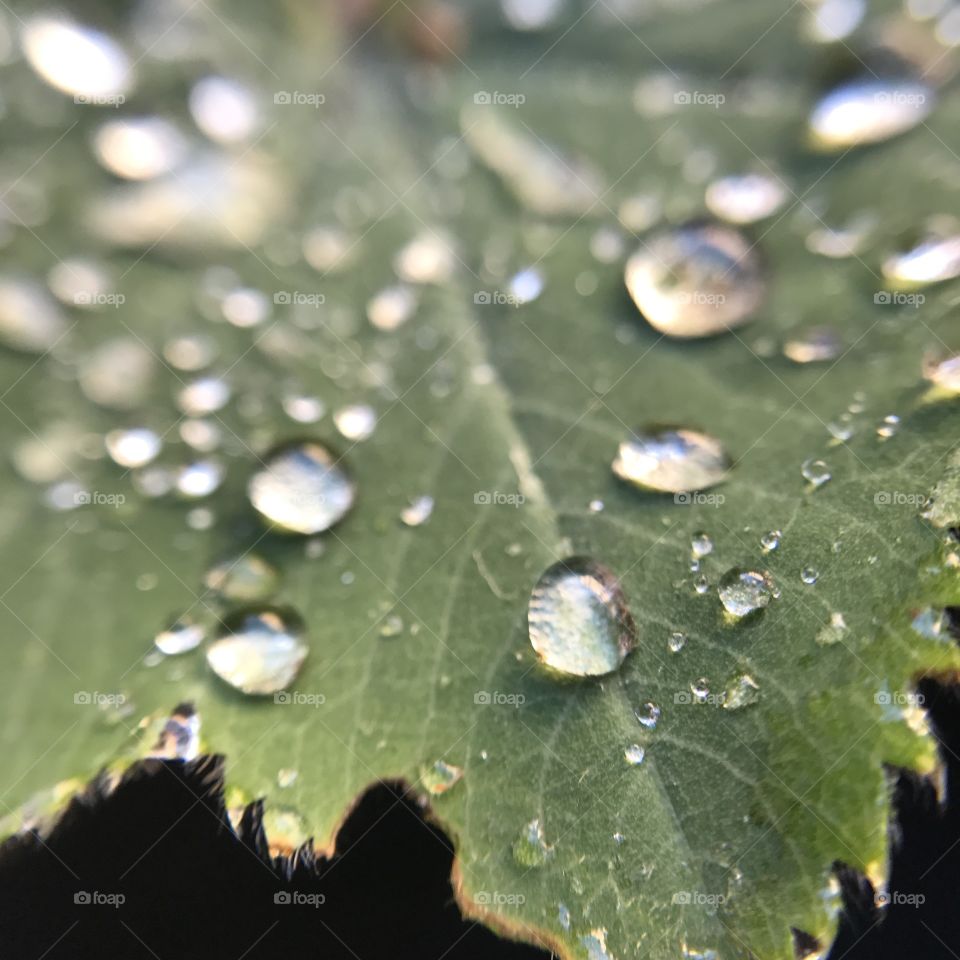 Waterdrops
