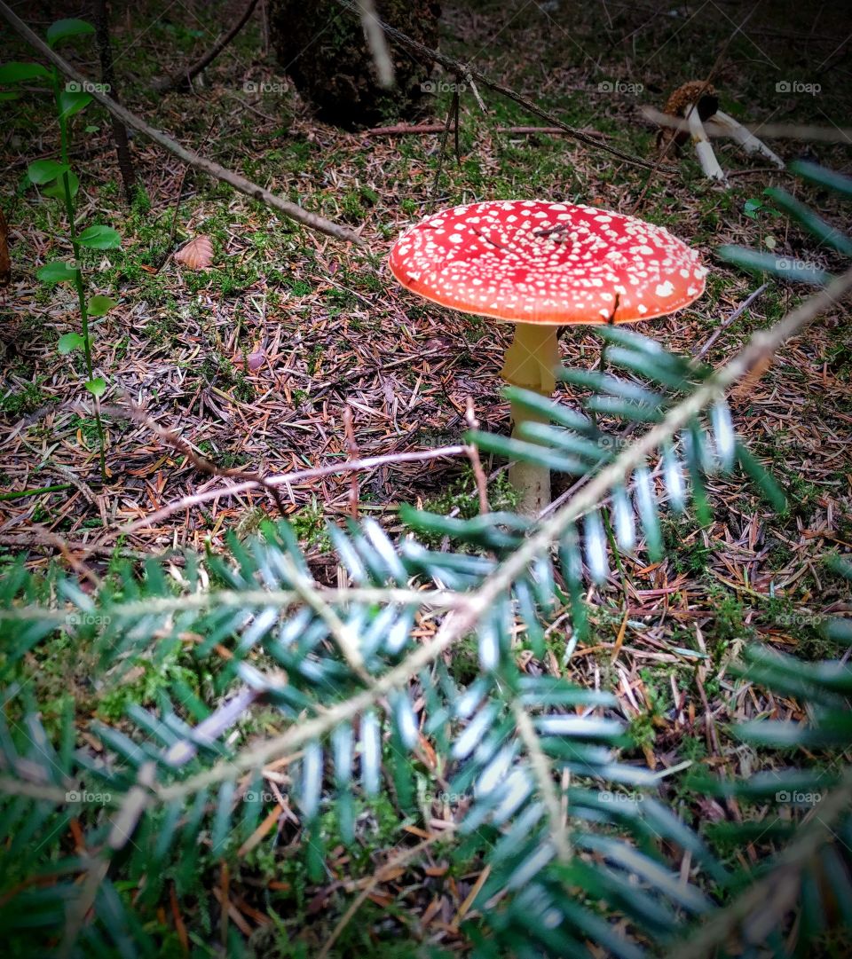 A spruce branch and a fly agaric