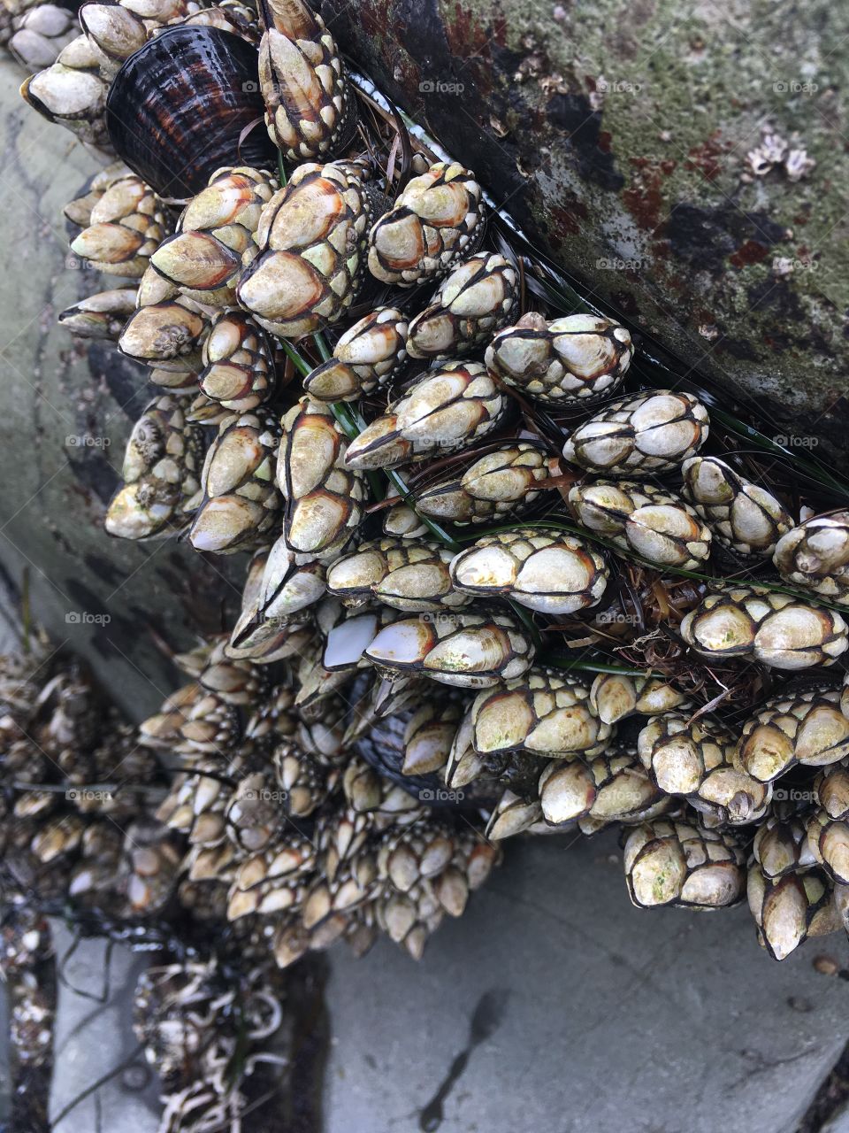 Gooseneck barnacle 