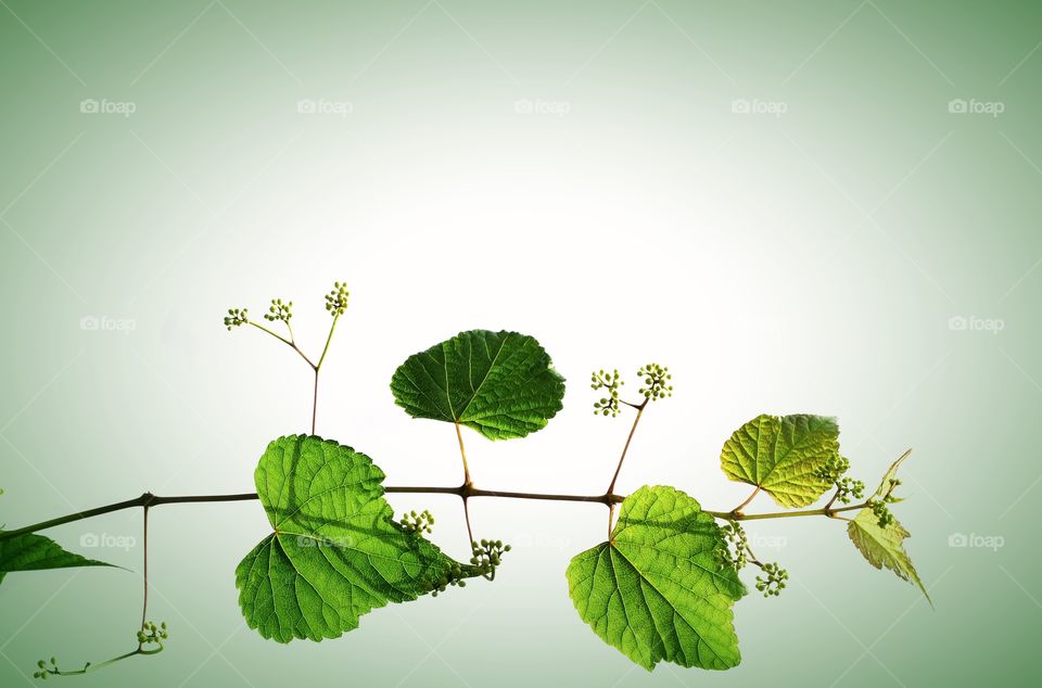 Elegant background image of a muscadine vine with tiny baby berries in springtime with a soft green vignette and plenty of text space. From North Carolina.