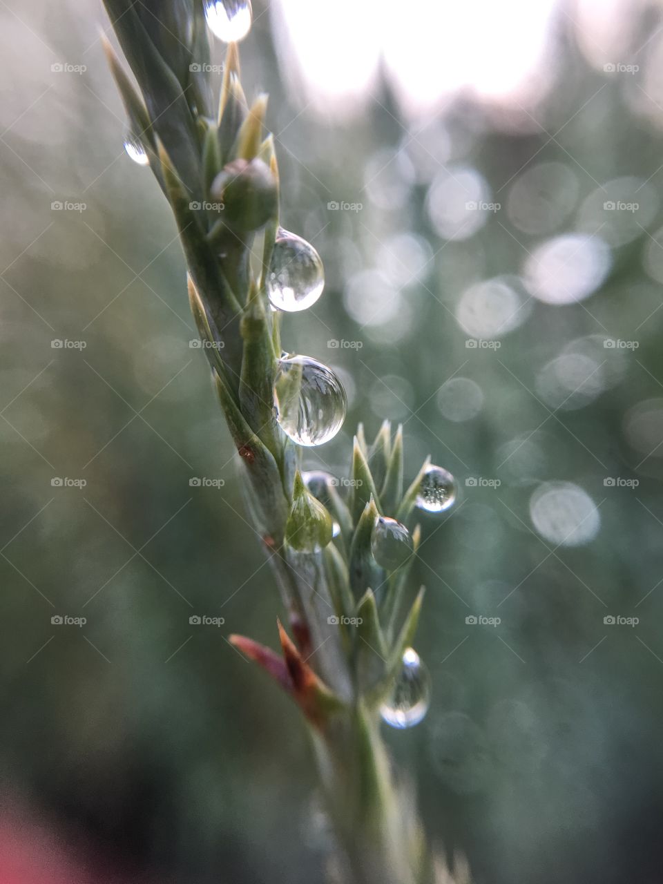 Nature, No Person, Flora, Dew, Rain