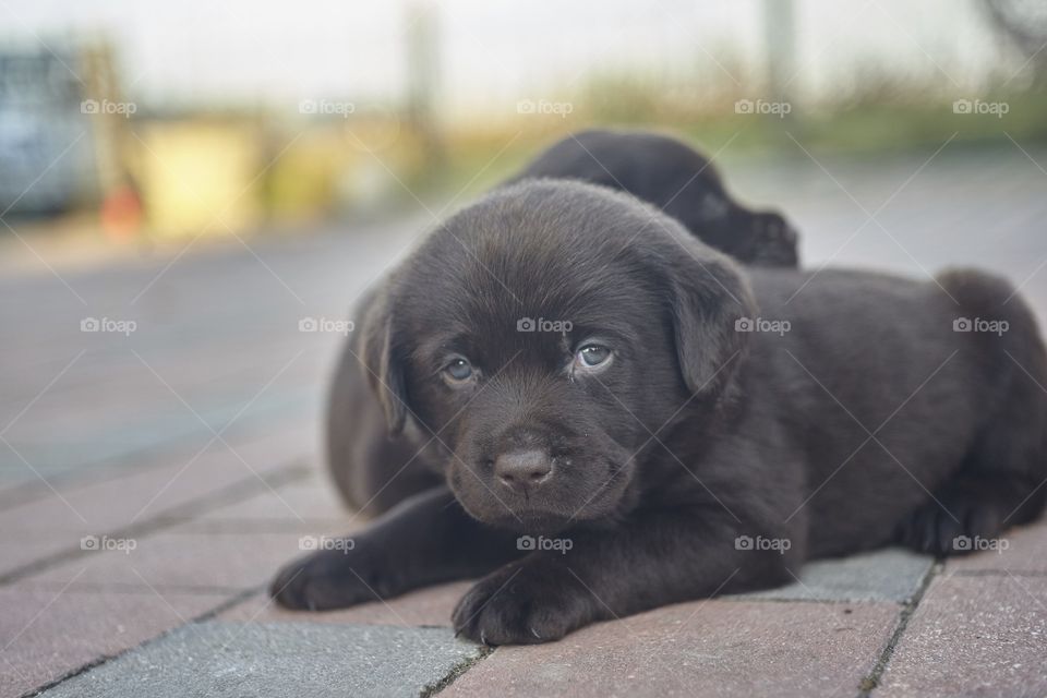 Brown labrador puppy lying on top of a concrete pavement.